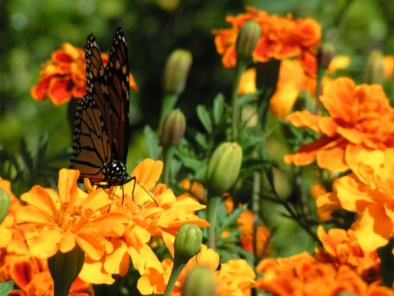  outdoors, animals in the wild, green, invertebrate, plant, petal, flowering plant, freshness, flower, one animal, animal themes, butterfly, fragility