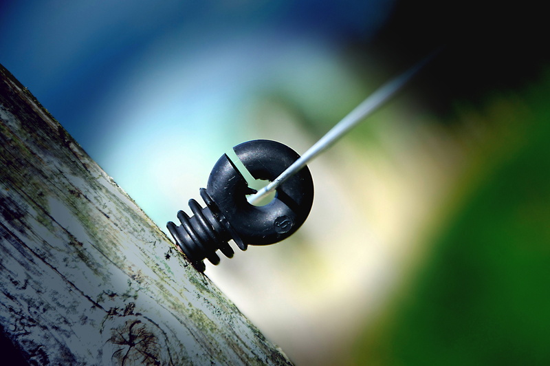 pasture, wood - material, protection, tree trunk, insulating poles, insulator, metal, wire, post, diagonal, tree, safety, plastic, pasture fence, fence