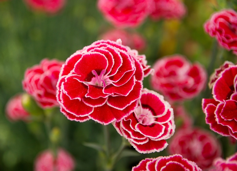 flowering plant, plant, focus on foreground, 2K, petals, freshness, day, vulnerability, petal, growth, flower head, springtime, eyelets, leaf, beauty in nature