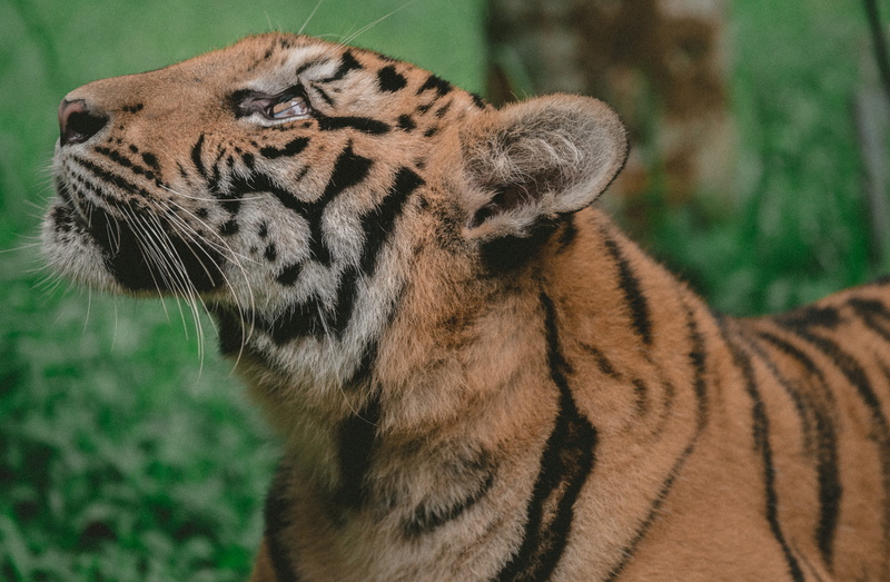 5K, carnivora, animals in the wild, stripe, animal photography, nature, forest, whisker, pattern, near, tree, national geographic, closeup, photography