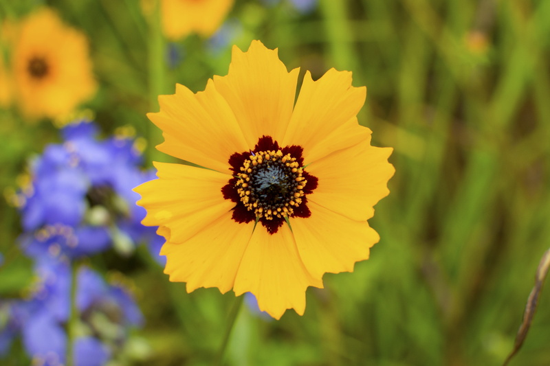 4K, basalis, mothers day, summer, flowering plant, bouquet, growth, plant, fragility, pollen, coreopsis, close-up, animal, flower, Coreopsis Basalis, blossom