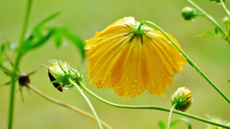 sierra leone, rain, beauty in nature, nature, bright, colorful, freshness, inflorescence, plant, focus on foreground, outdoors, nat, growth, no people