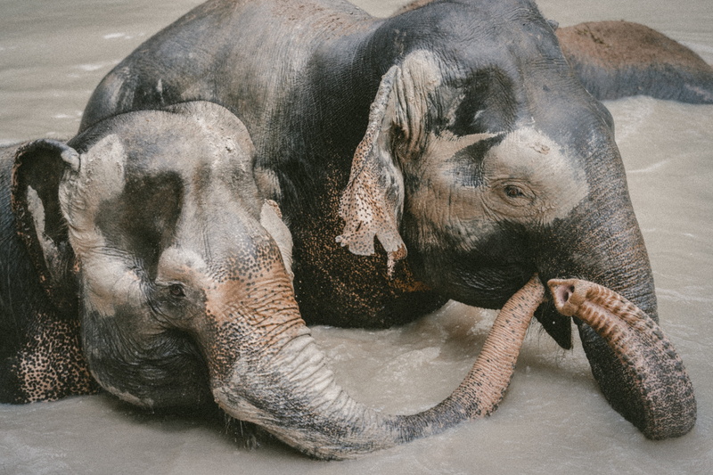 two animals, water, animals in the wild, day, camera gear, herbivorous, nature, indian elephant, adventure, animal body part, national geographic, animal themes