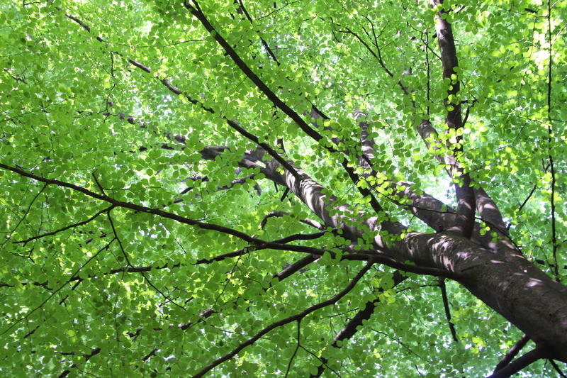 leaf, lush foliage, beauty in nature, evergreen, foliage, tree canopy, green, plant, low angle view, branch, tree trunk, forest, trees, day, eco, landscape