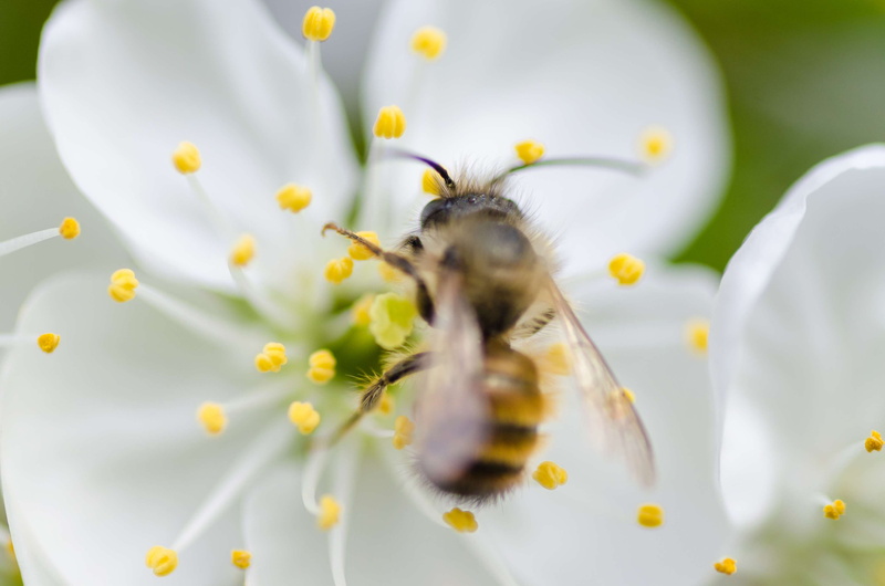 bug, freshness, black, animal wildlife, detail, honeycomb, flower head, plant, springtime, one animal, gold, beauty, macro, flower, antenna, animal, busy