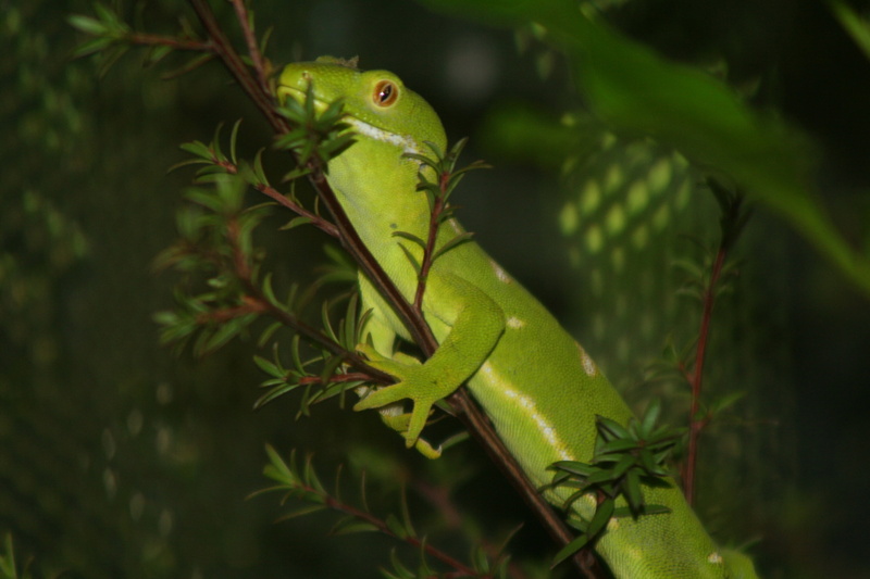 reptile, plant part, tropical, day, focus on foreground, growth, nat, animals in the wild, iguana, wildlife, 2K, vertebrate, colorful, animal, one animal