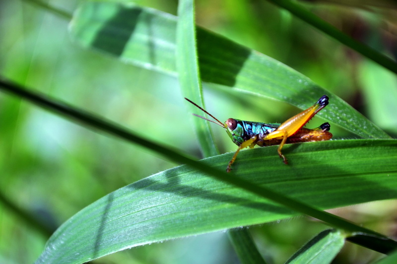 animal wildlife, plant, close-up, zoology, animal wing, grass, outdoors, invertebrate, colorful, creature, photoscape, insect, focus on foreground, nat