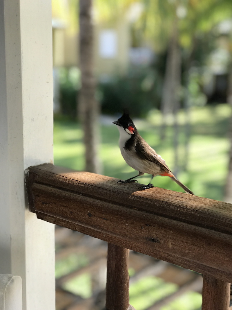 focus on foreground, nat, tropical, exotic, fence, perching, animal, outdoors, songbird, beak, barrier, wing, fly, no people, railing, nature, animals in the wild