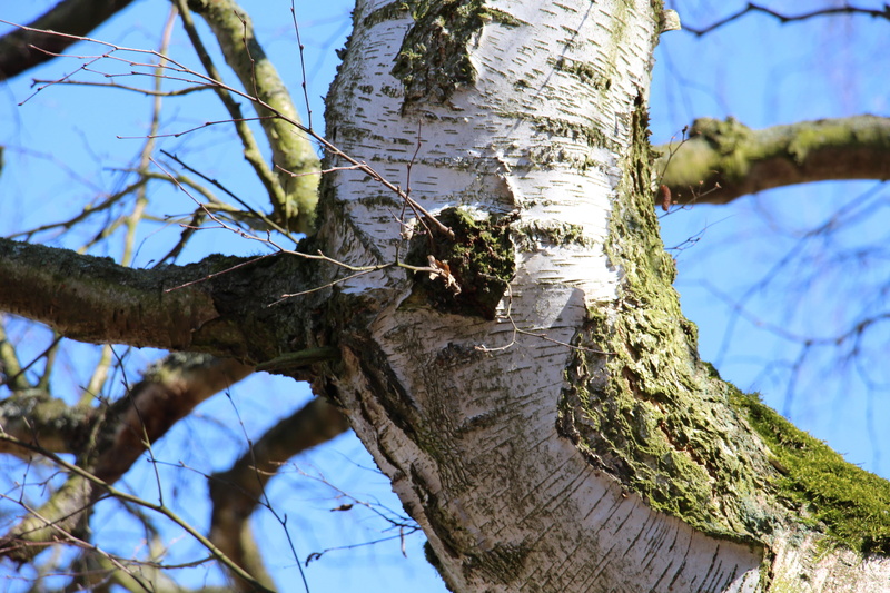 day, log, no people, growth, animal wildlife, outdoors, nat, birch, branch, plant, one animal, lichen, vertebrate, animal, 5K, textured, focus on foreground