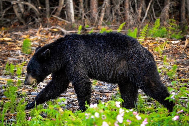 animals in the wild, walking, canada, land, animal, side view, no people, outdoors, nature, animal wildlife, 5K, mammal, bear, eating, nat, black color