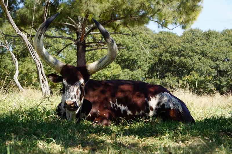land, mammals, animals, animals in the wild, antelope, day, deer, animal themes, tree, nature, one animal, outdoors, plant, animal wildlife, mammal, safari