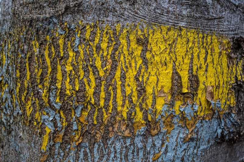 tribe, yellow, growth, nature, no people, trunk, full frame, plant, diker sanders, textured, pattern, day, tree trunk, tree, moss, color, backgrounds, fungus