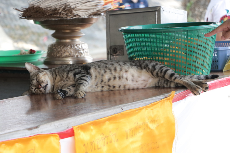 thailand, domestic cat, 5K, temple, animal, resting, one animal, cat, indoors, tabby, domestic animals, whisker, day, watkhunin, pets, ang thong, domestic
