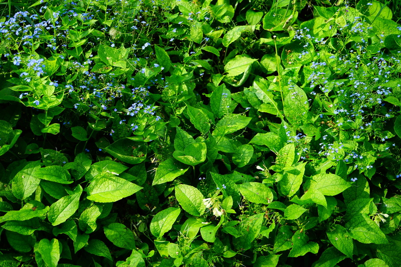 clover, caucasus forget-me-not, thong, true leaves, ruffled, no people, freshness, water, brunnera, kraus, brunnera macrophylla, full frame, blossom, rau