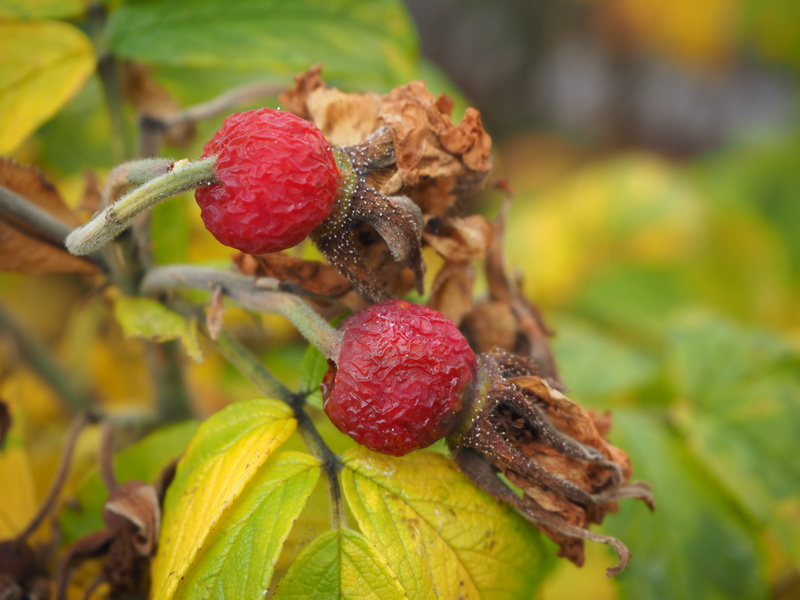 rose hip, autumn, day, plant part, nature, green color, growth, old, outdoors, freshness, no people, berry fruit, raspberry, thong, bush, food, 4K, plant