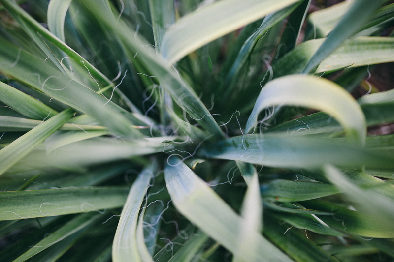 blade of grass, flowers, day, leaf, floral, plants, full frame, no people, freshness, flower, flora, land, dew, close-up, grass, growth, agriculture, green Color