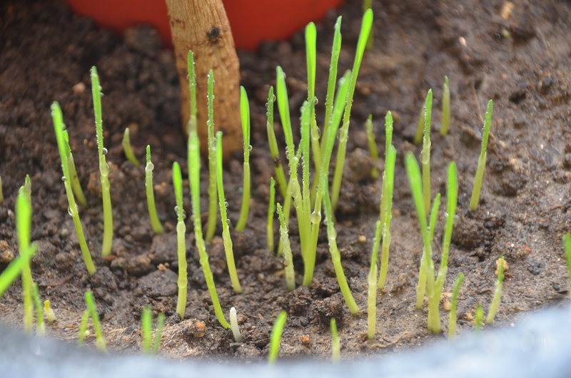 plant, mud, no people, organic, small buds, gardening, leaf, field, close-up, grounds, lively, seedling, fragility, selective focus, earth, outdoors, new life