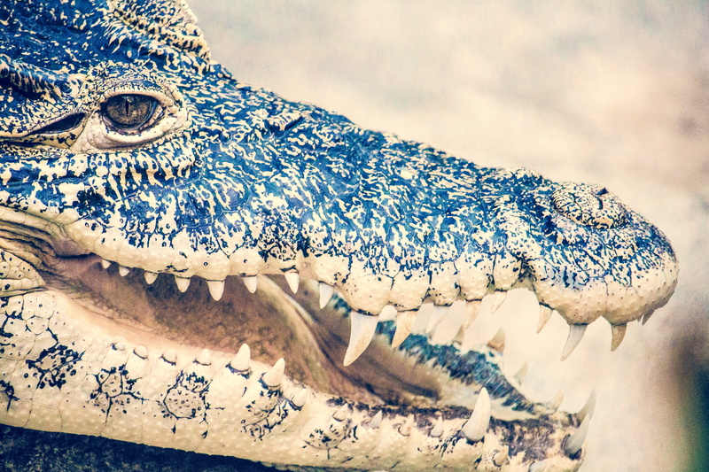 animals in the wild, sea, scales, wildlife, Crocodile, reptile, black, colors, skin, animal themes, teeth, animal head, no people, outdoors, photography
