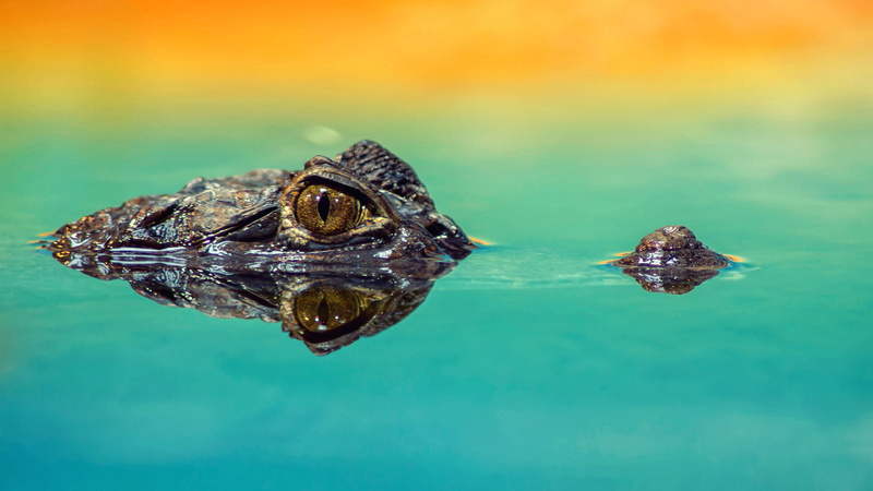 reptile, color, animals in the wild, wildlife, swamp, animal wildlife, water, reflection, 4K, scale, animal eye, swimming, vertebrate, predator, body