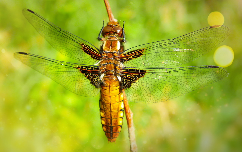 plant part, the environment, arthropods, no people, animals, invertebrates, spring, color, insect, biology, plant, bokeh, focus on foreground, animal eye