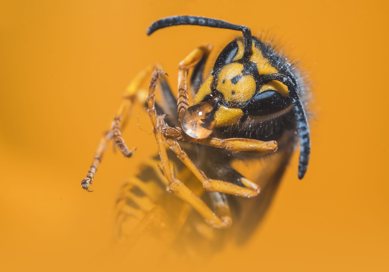 beautiful, photo, nature, arachnid, wasp, entomology, colored background, invertebrate, animals in the wild, animal leg, color, close, animal, little, colorful