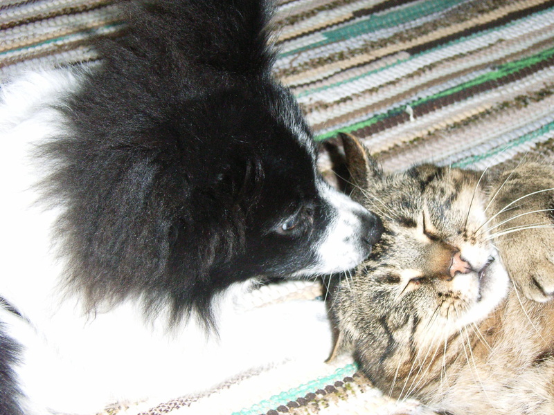 2K, affection, wondering, simply, love, animals