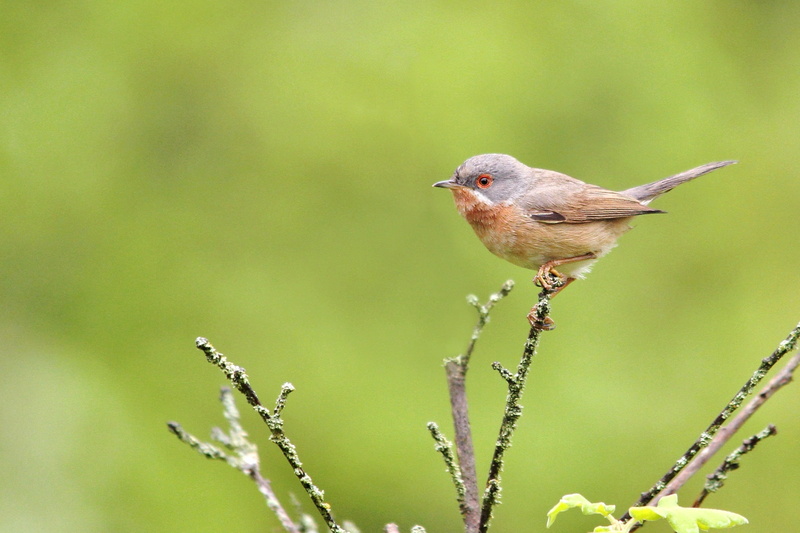 animal, short, black, bird, nature, plant, branch, outdoors, bird Watching, perching, 1080P, beaked, photography, depth, depth of field, field, brown