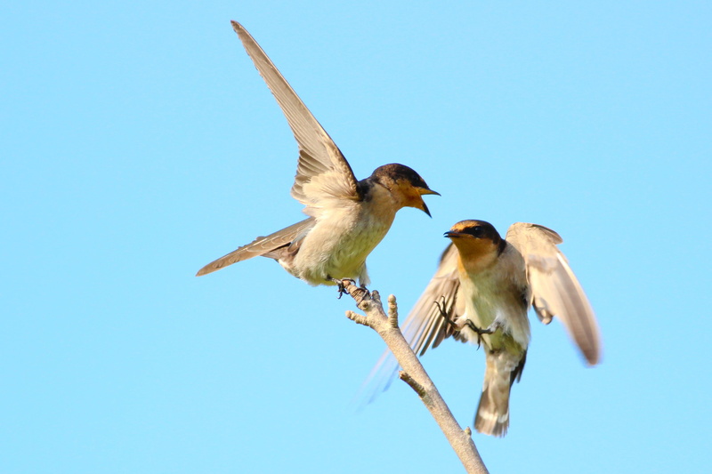 white, no people, flapping, birds, brown, two animals, animal wildlife, spread wings, animal body part, animal family, sky, clear sky, low angle view, animals in the wild