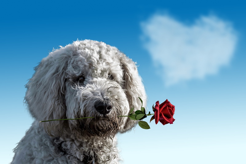 animal head, feelings, gift, sky, give, affection, romance, dog, rose - flower, biting, hope, composing, valentines day, flowering plant, blue background