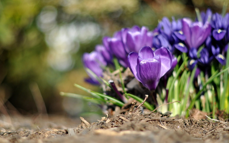 crocus, fullscreen, background, widescreen, flowers, Macro, s, green, purple, 1080P