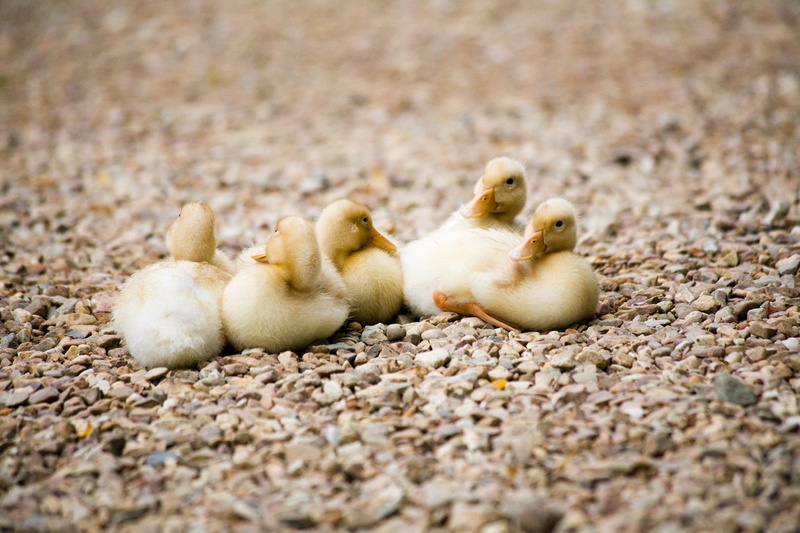 Animals, land, outdoors, animal, nature, Travel, animal wildlife, young animal, 1080P, vertebrate, Australia, animal themes, hatched, selective focus