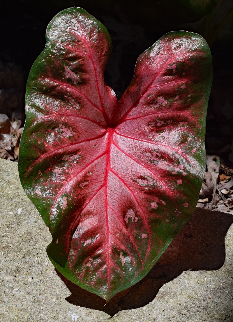 red, 2K, close-up, vulnerability, growth, green, no people, leaf vein, outdoors, pink, petal, fragility, plant, high angle view, change, flower, botany