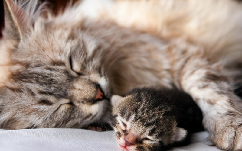 couple, baby, sitting, lying Down, affection, striped, fur, 1080P, sleeping, kitten, domestic Cat, brown, animal themes, cozy, domestic Animals, close-up