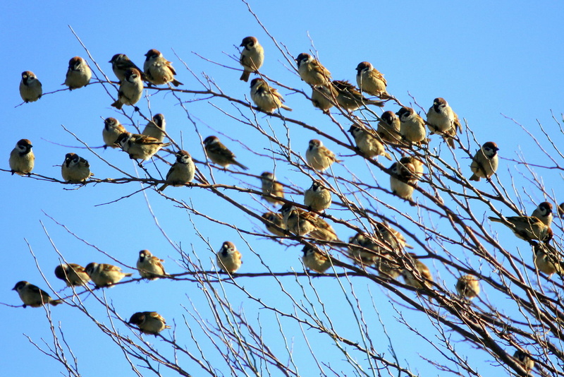 clear sky, nature, animal, low angle view, animal themes, flock of birds, no people, group of animals, 1080P, vertebrate, animals in the wild, sparrow