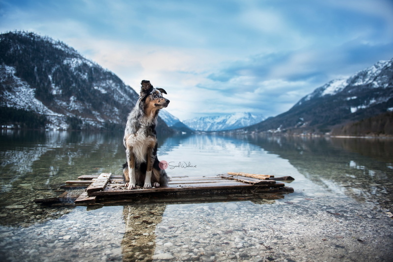 px, nature, cars, lake, animals, 2048x1367 px, hd, dog, 1080P, x, art, mercedes