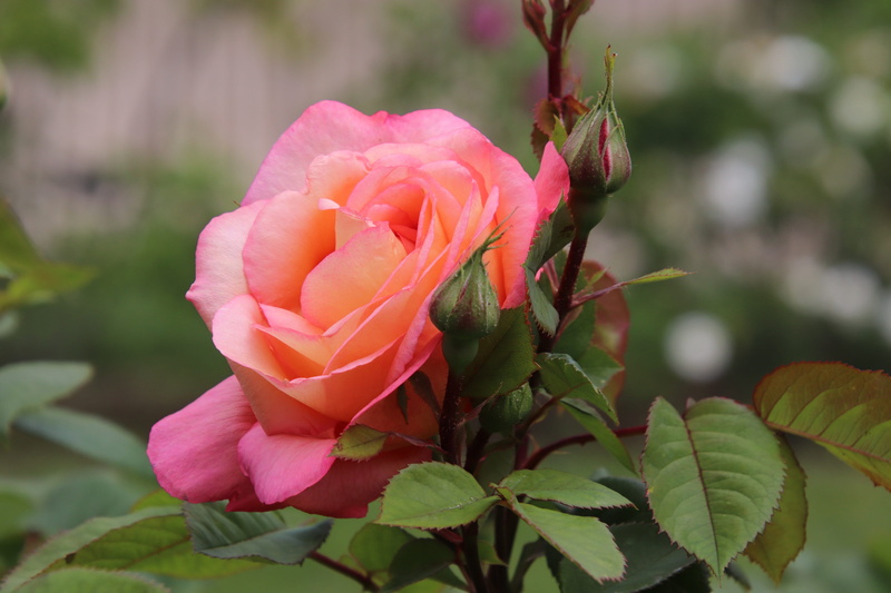 nature, day, garden, floribunda, vulnerability, pink color, outdoors, plant, freshness, growth, fleuri, romantic, close-up, petal, focus on foreground