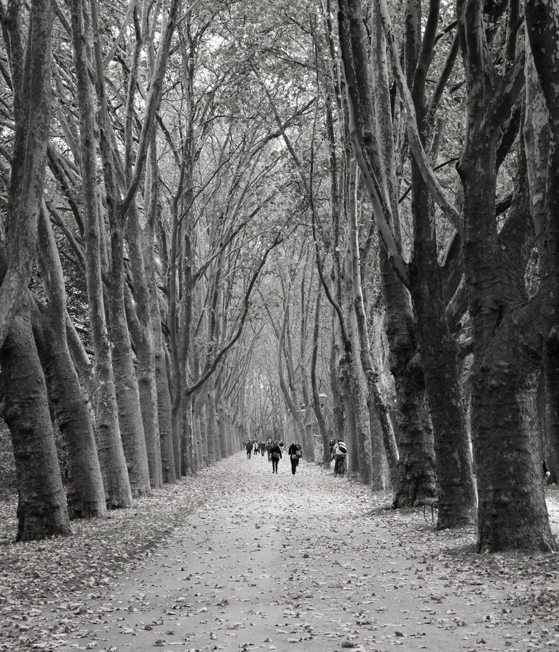 road, forest path, treelined, bare tree, animal themes, avenue, trees, autumn, tree, pets, nature, leaf roof, mammal, domestic, human, plant, land, domestic animals