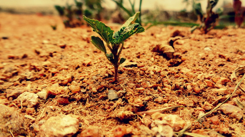 fragility, plant part, selective focus, outdoors, land, field, nature, rockyscape, plant, new life, day, close-up, beauty in nature, dirt, beginnings, growth