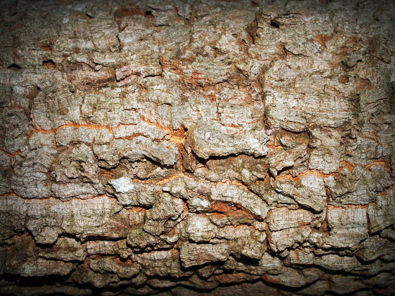 full frame, 2K, plant bark, rough, surface, tree trunk, pattern, tree, rockyscape, wall, rocks, day, stone wall, brown, textured, trunk, rocky, outdoors