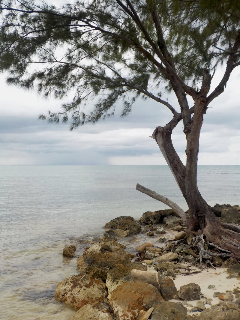 seashore, day, dead plant, plant, sea, roots, driftwood, scenics - nature, non-urban scene, sky, outdoors, rock, rocky shore, water, wood, horizon, cloud - sky