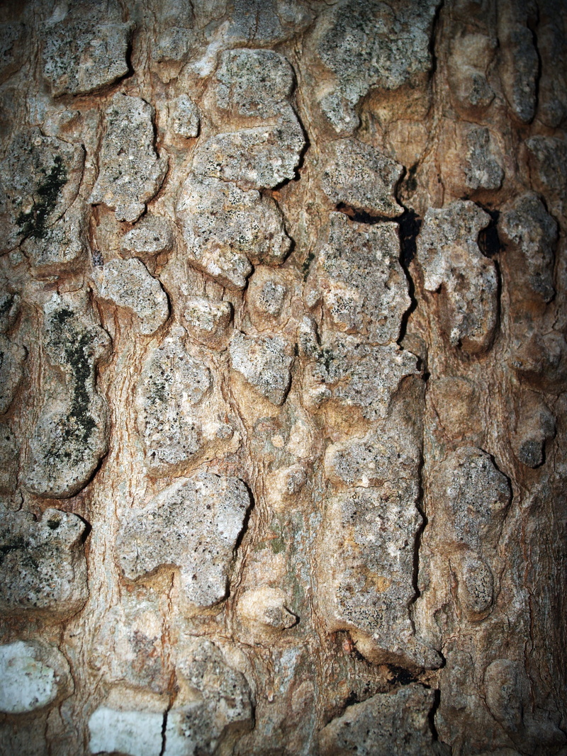 representation, outdoors, 2K, wall - building feature, ancient, pattern, textured, stones, mural, stone wall, tree trunk, history, day, close-up, brown