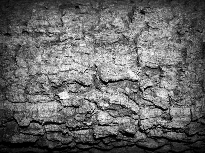 backgrounds, day, natural pattern, tree trunk, close-up, black-and-white, surface, trunk, monochrome, rockyscape, outdoors, 2K, textured effect, white