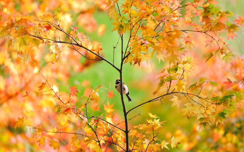 trees, birds, nature and landscapes, bird, autumn, 1080P, pretty, nature, tree, fall