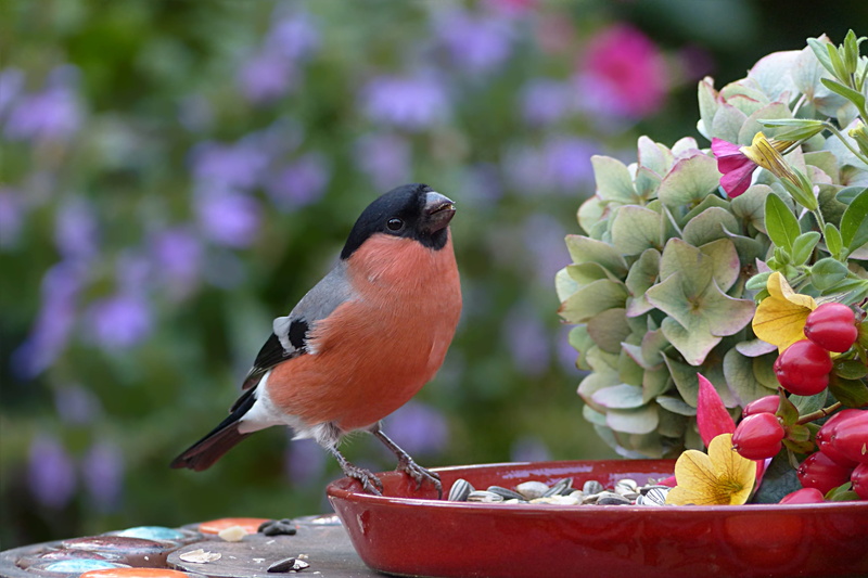 hungry, gray, red, herbstdeko, no people, male, freshness, 4K, vertebrate, animals in the wild, autumn, pot, one animal, focus on foreground, garden, beauty in nature