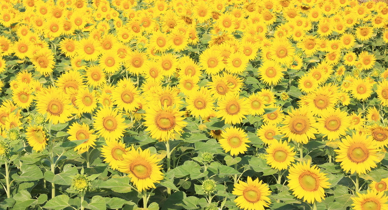 full frame, field, petal, the, cute, close-up, fragility, outdoor, flower head, handling, inflorescence, land, beauty in nature, pollen, the good aspects