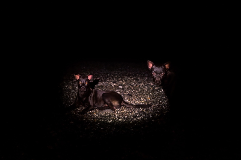 studio shot, hualien county, night, livestock, young animal, pets, mammal, taiwan, no people, 4K, dark, vertebrate, animal family, domestic, two animals