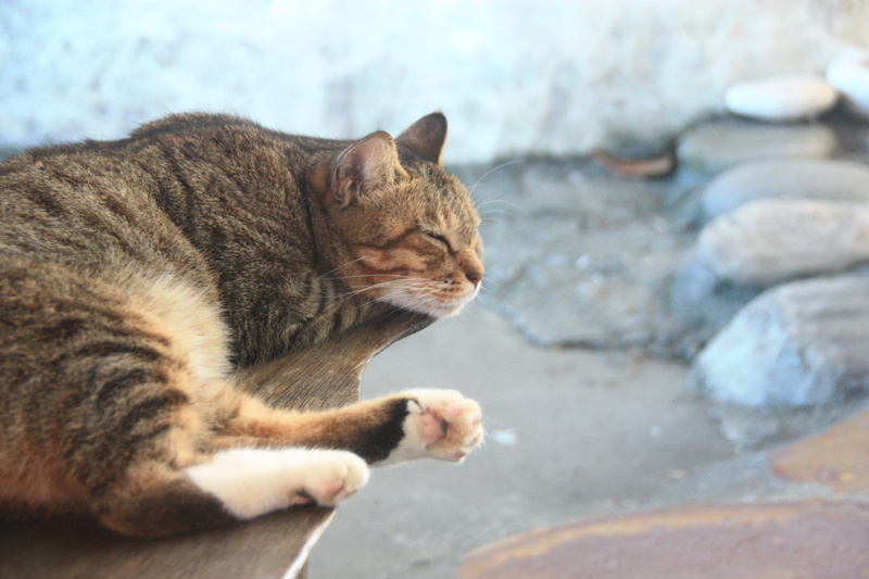 domestic, animal themes, pets, taiwan, domestic animals, solid, feline, tabby, focus on foreground, cat, domestic cat, animal head, profile view, 4K, ocean home