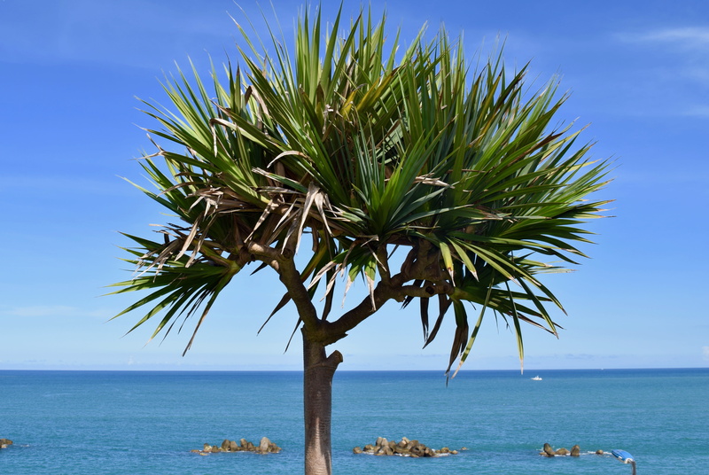 non-urban scene, water, tree, scenics - nature, 5K, plant, tropical climate, palm leaf, beauty in nature, day, horizon over water, sky, growth, no people