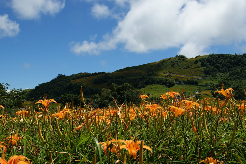 tranquility, field, green color, landscape, sky, land, flowering plant, plant, 2K, environment, travel, no people, mountain, hualien, growth, nature, day