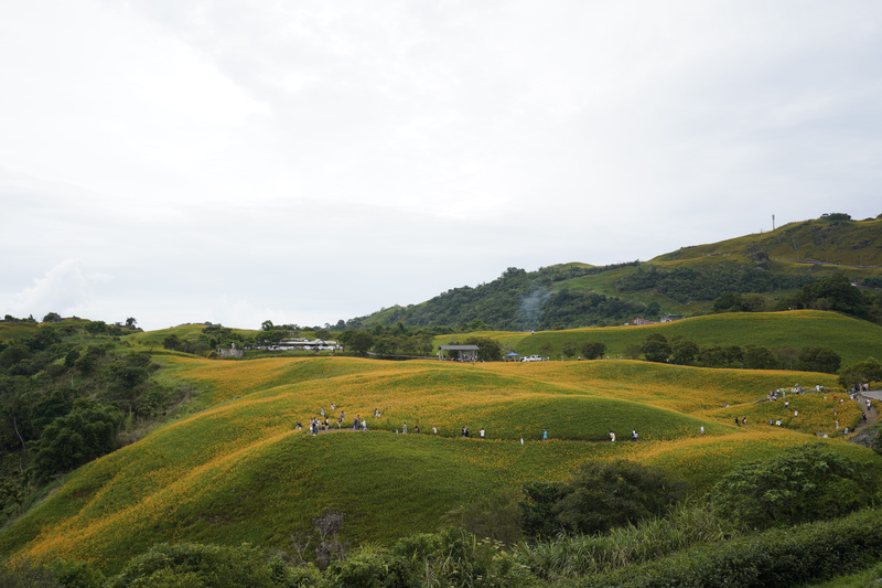 tree, scenics - nature, nature, beauty in nature, landscape view, idyllic, sky, non-urban scene, growth, hualien, green color, rolling landscape, 5K, tranquility